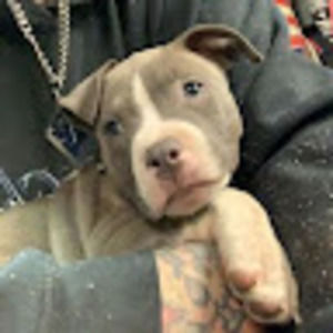 Meet your Posher, Ray